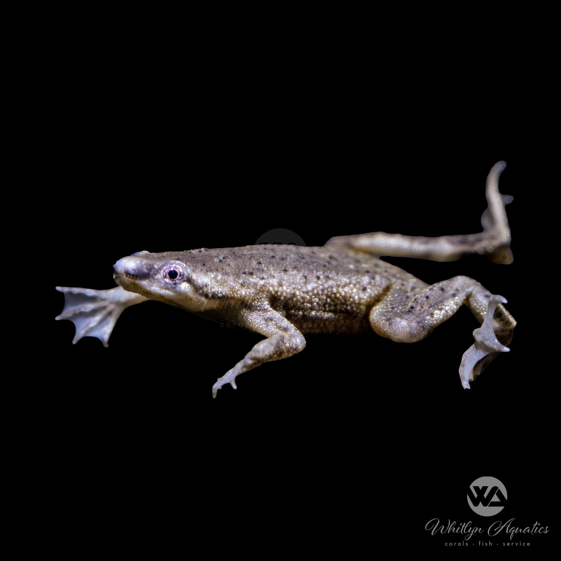 African shops pygmy frog