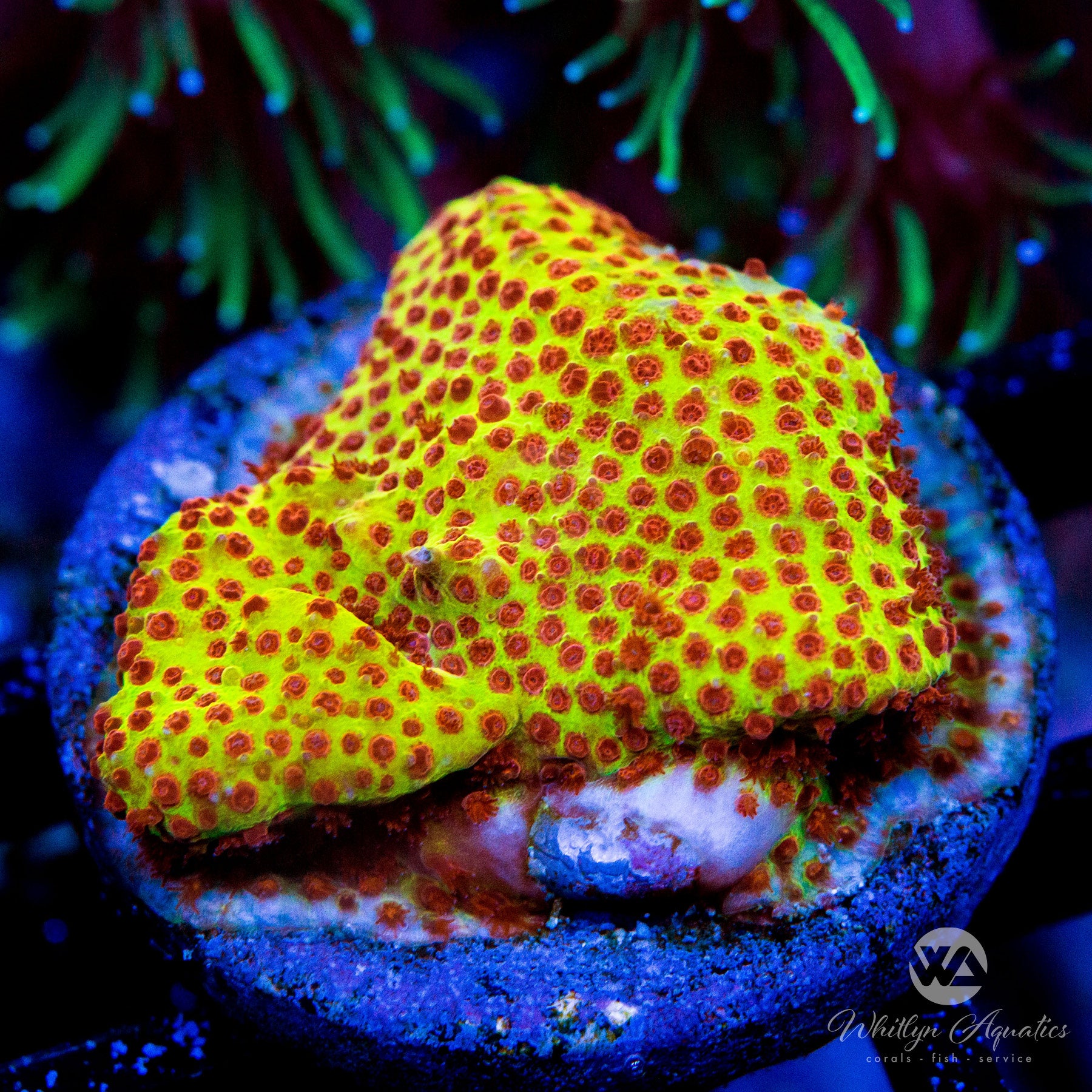 Burning Banana Stylocoeniella – Whitlyn Aquatics