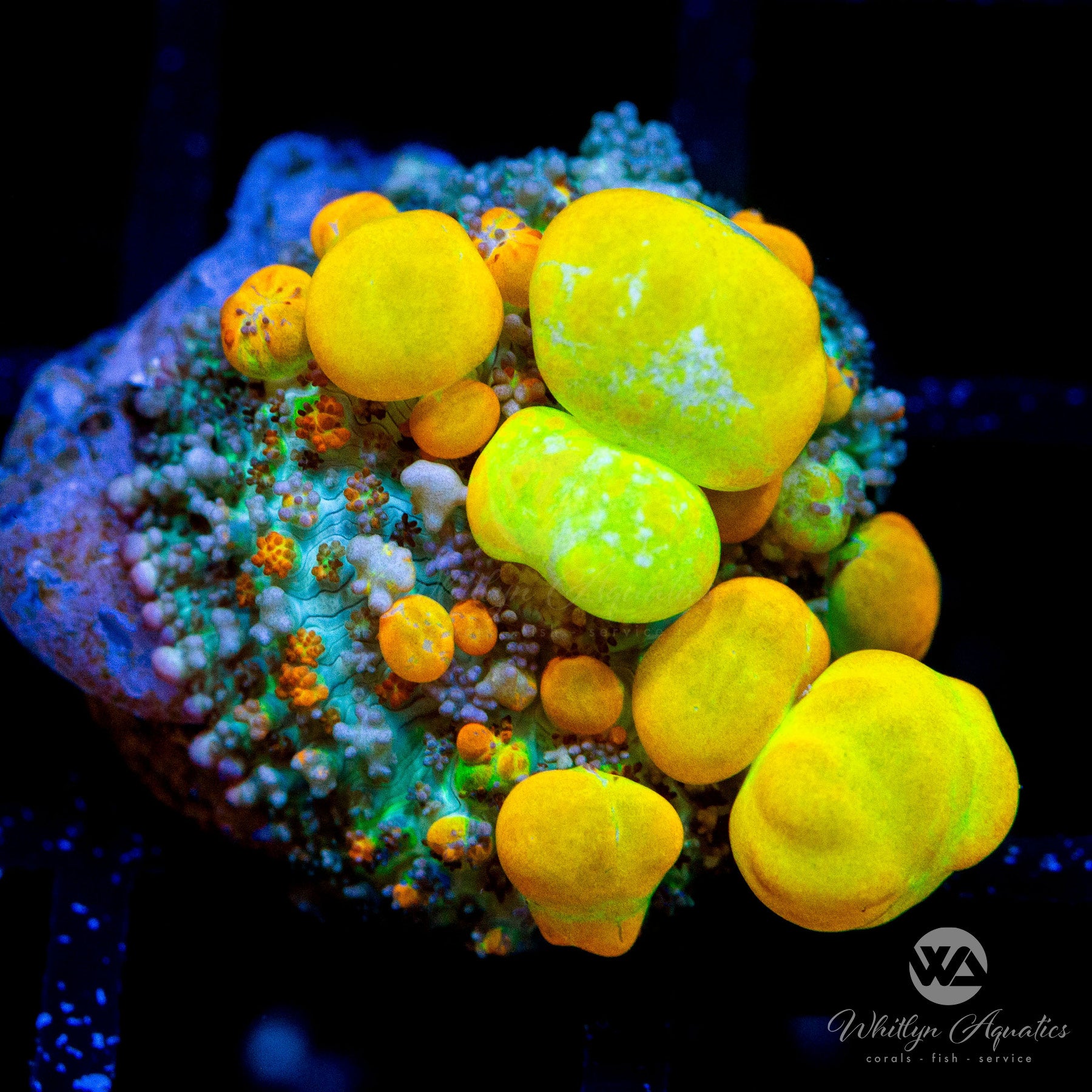 OG Bounce Mushroom – Whitlyn Aquatics