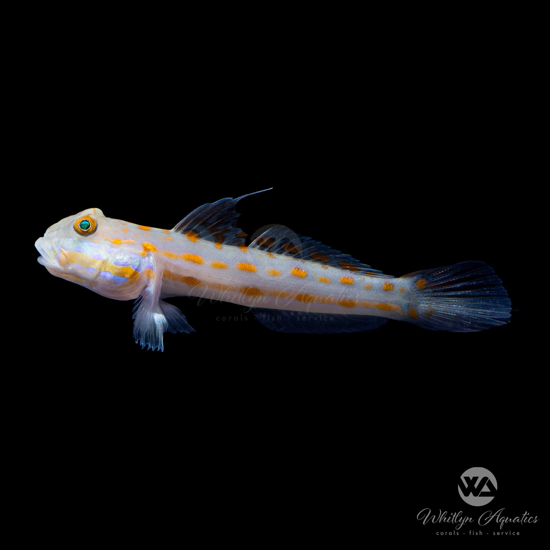 Diamond goby clearance care