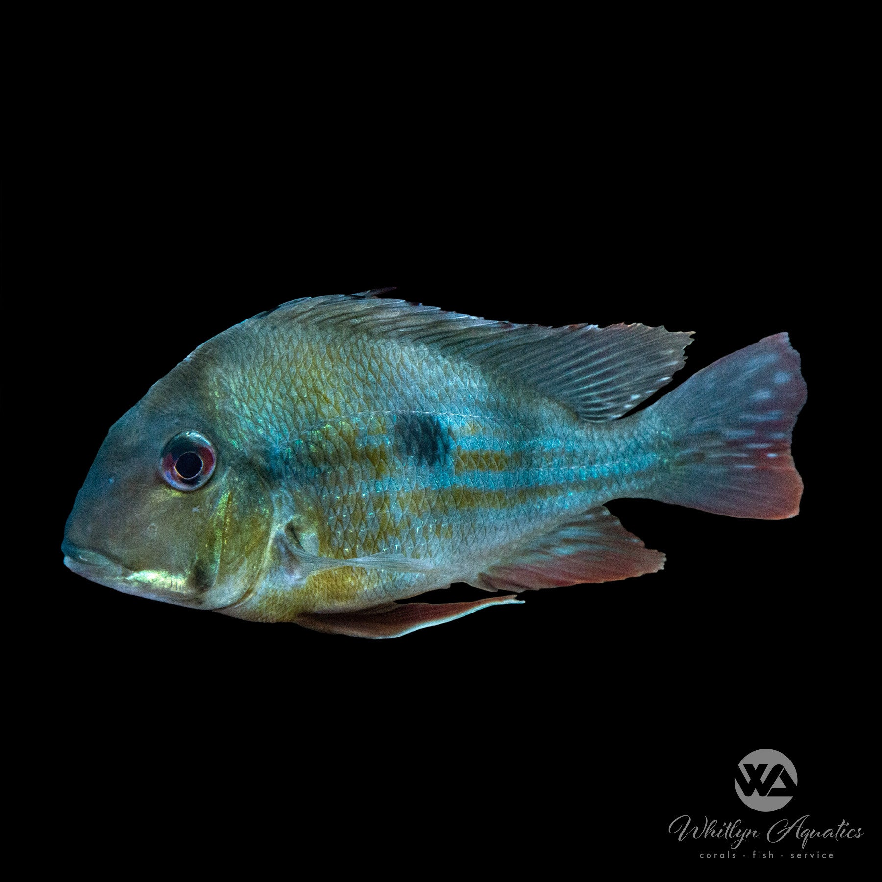 Geophagus Megasema – Whitlyn Aquatics