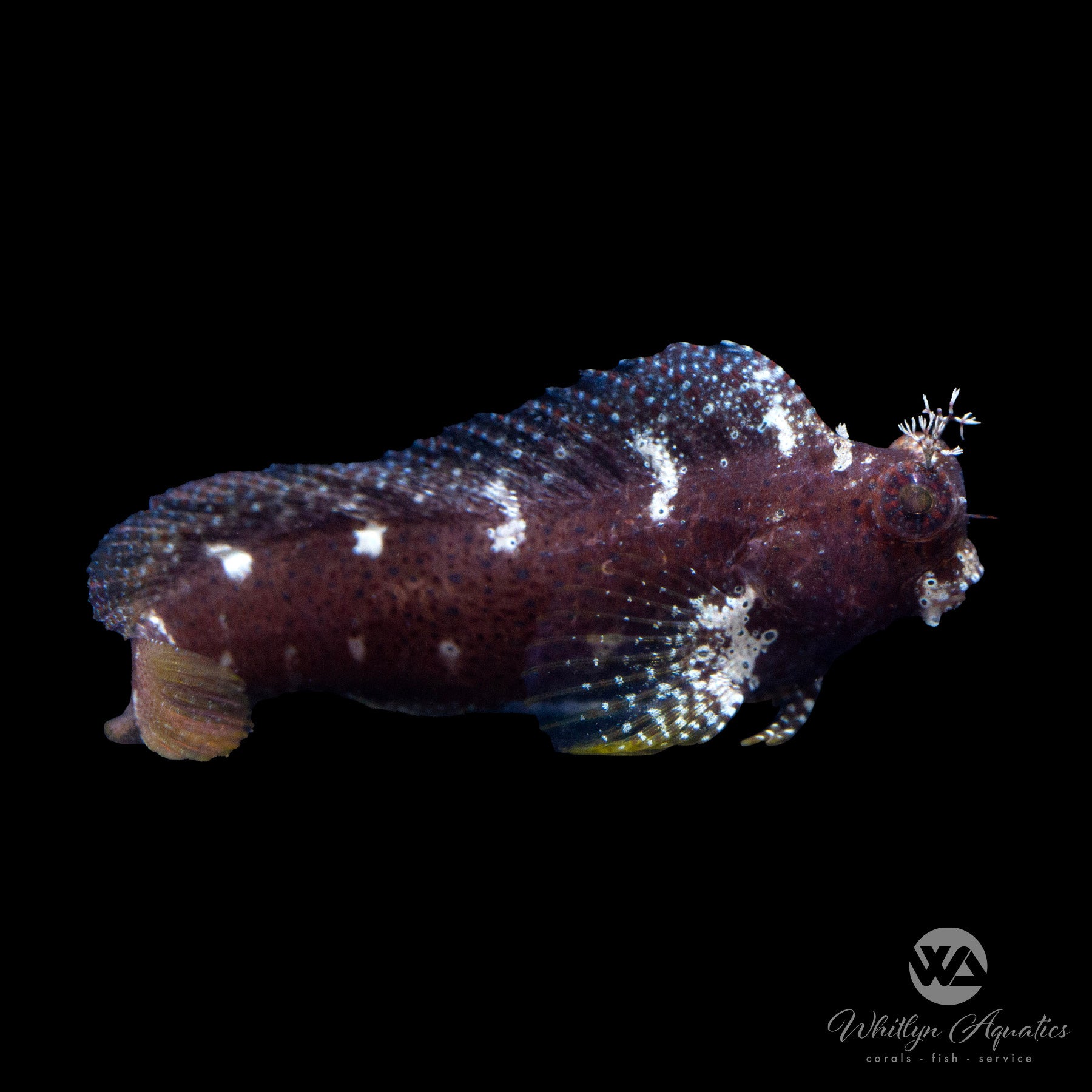 Starry clearance blenny care