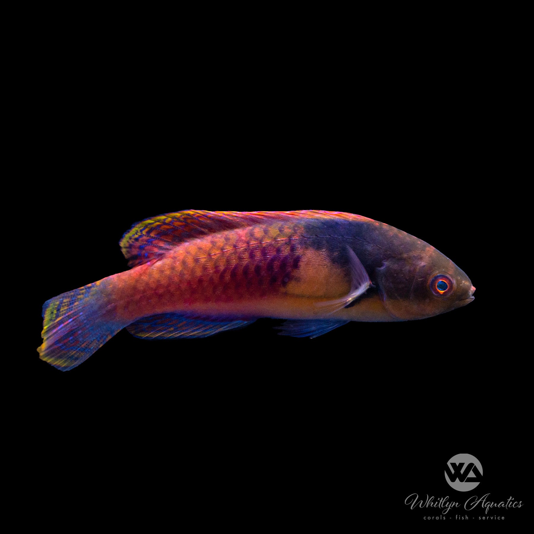 Wrasse - Yellow Flanked Fairy