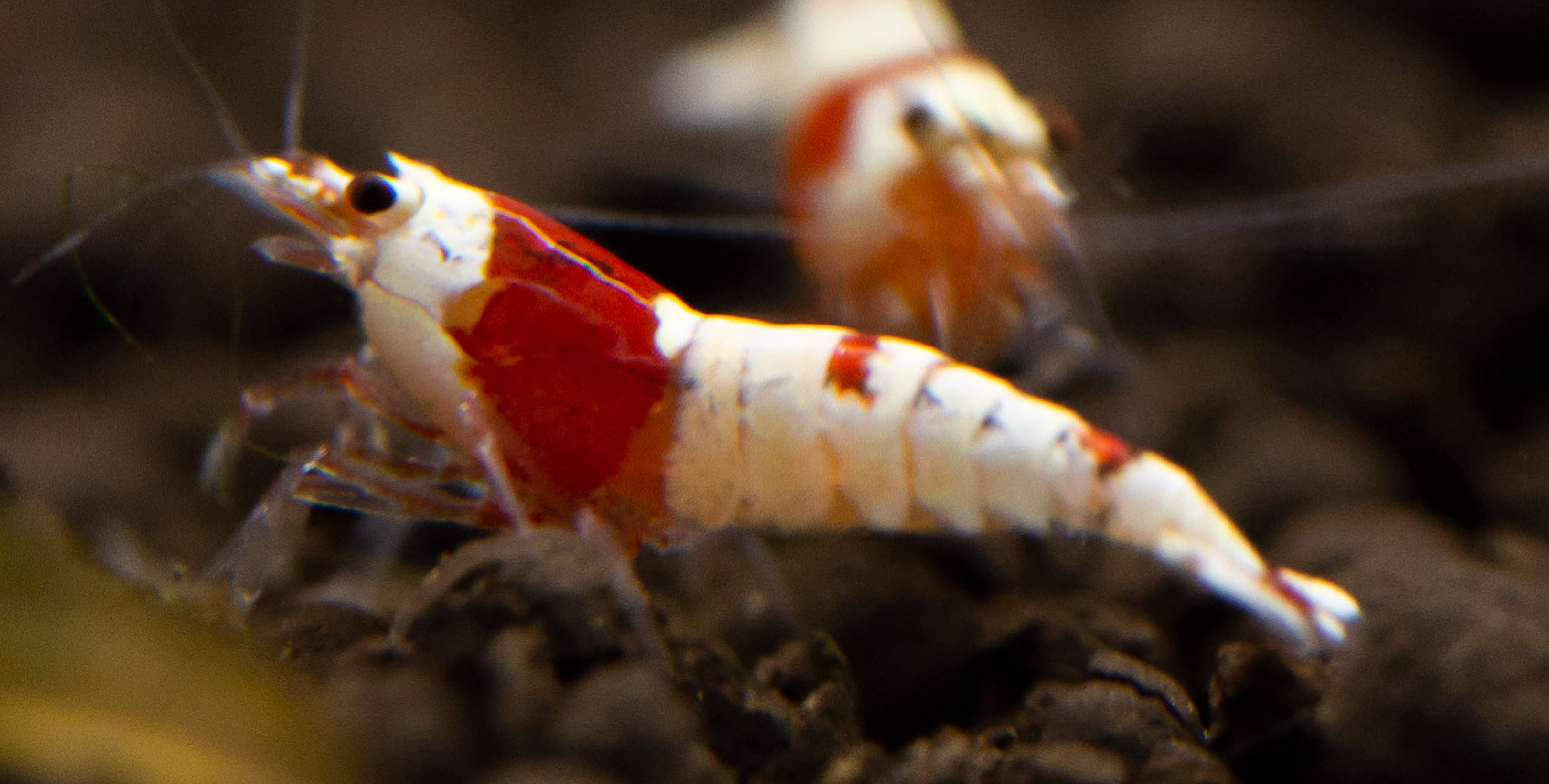 Red Racer Nerite Snails  Race to a More Vibrant Aquarium
