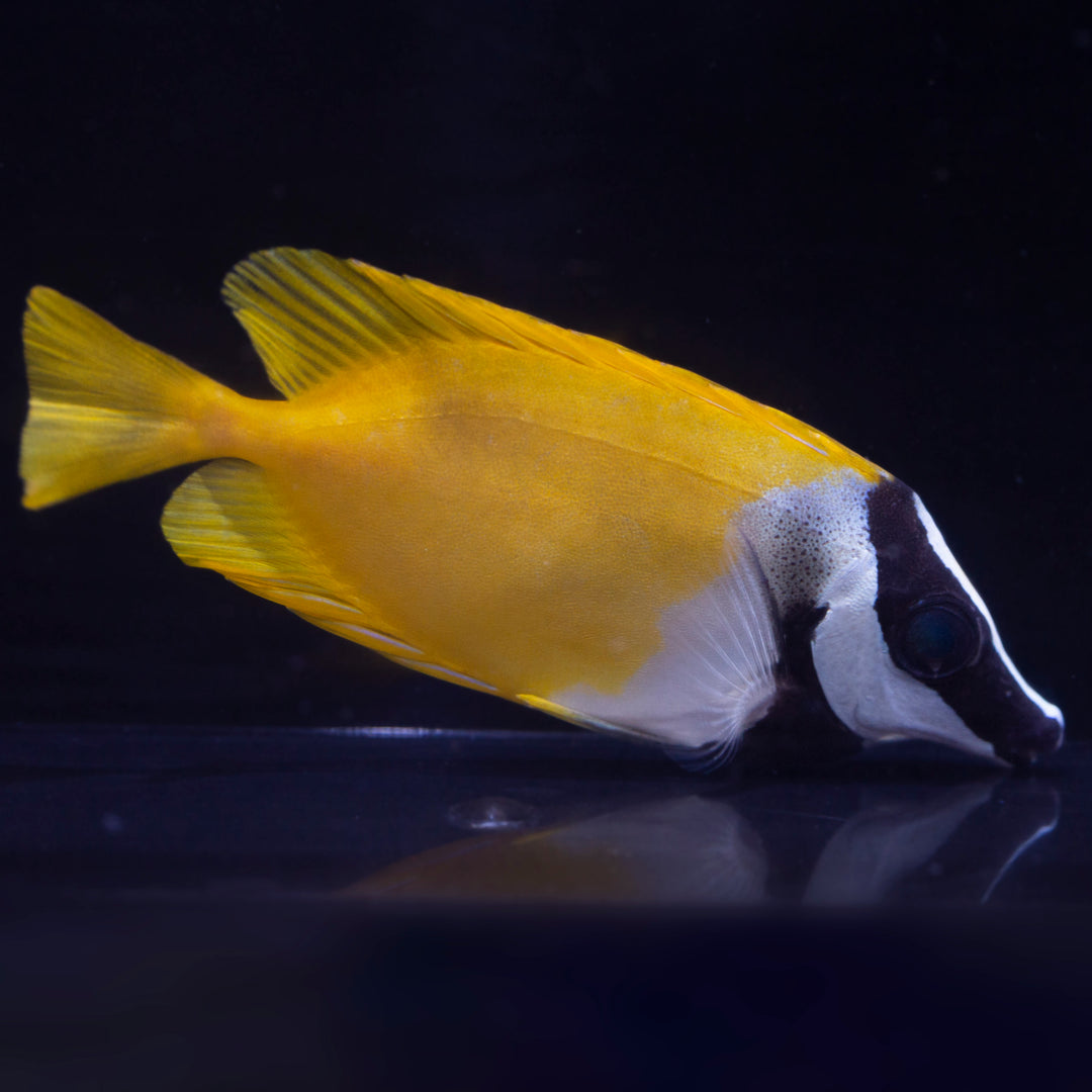 Miscellaneous Saltwater Fish