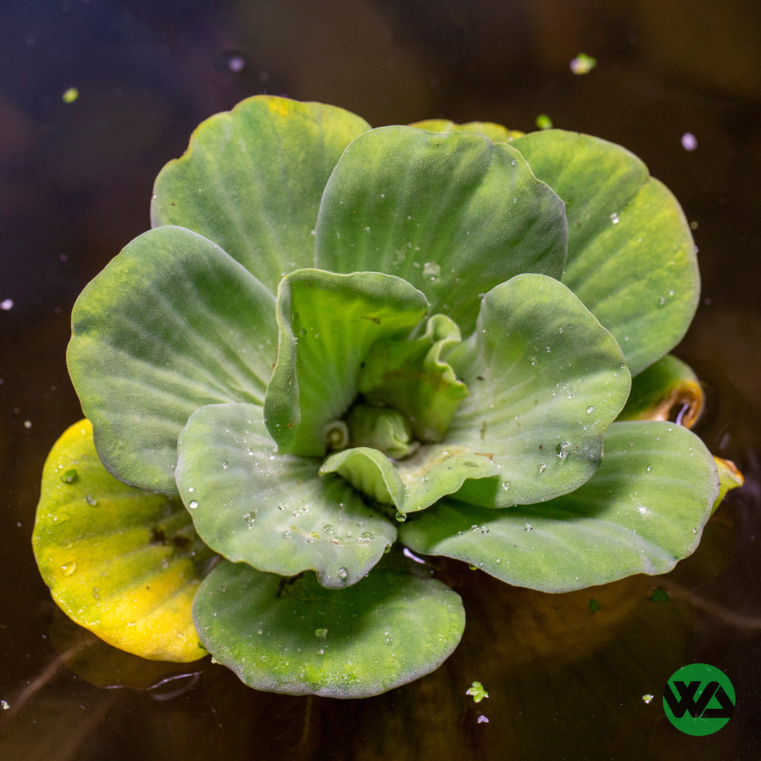 Pond Plants