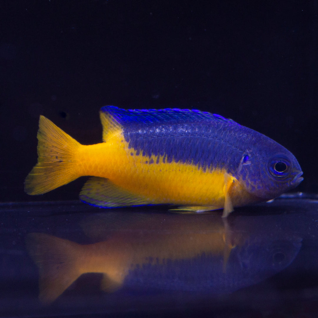 Damselfish