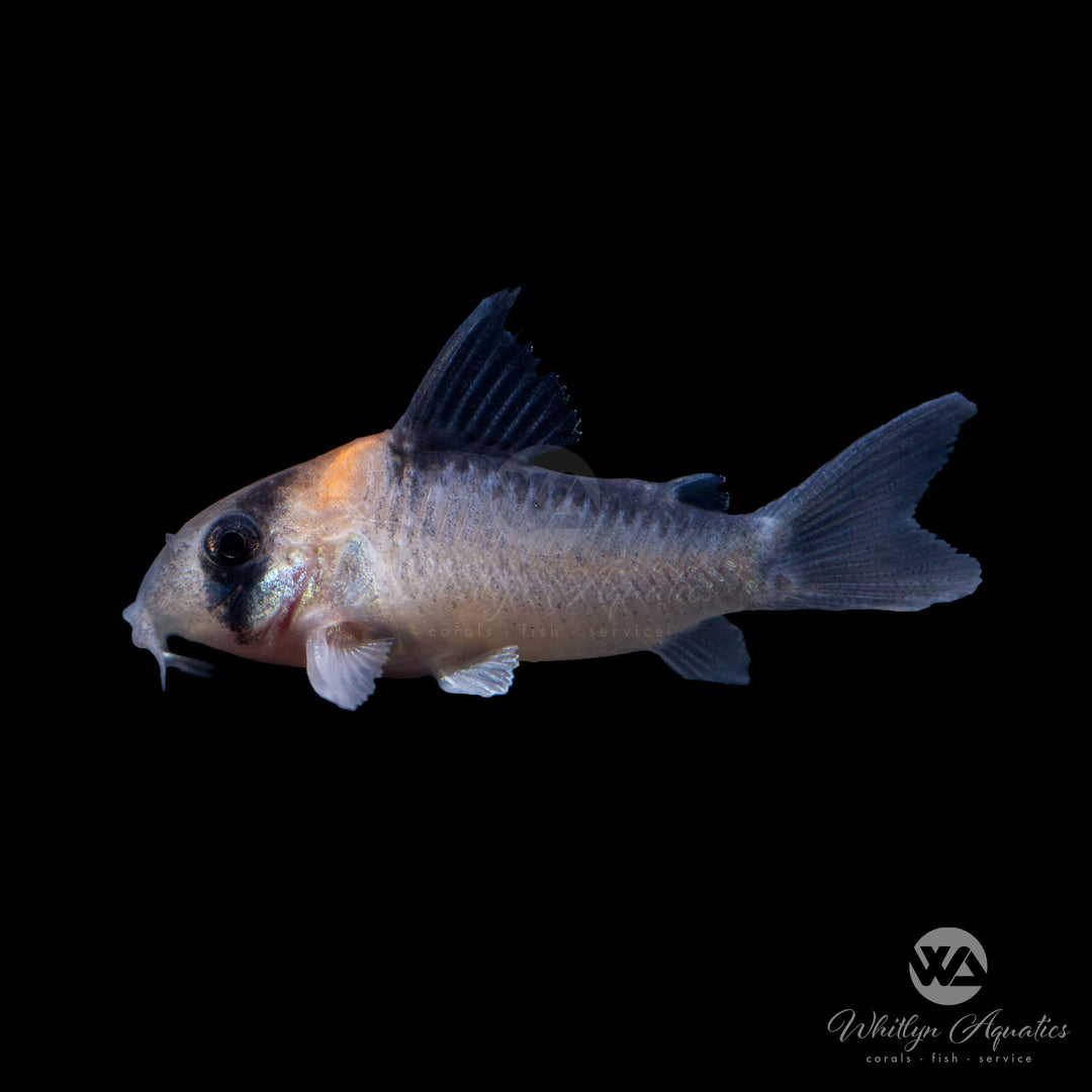 Adolfo's Cory - Corydoras adolfoi