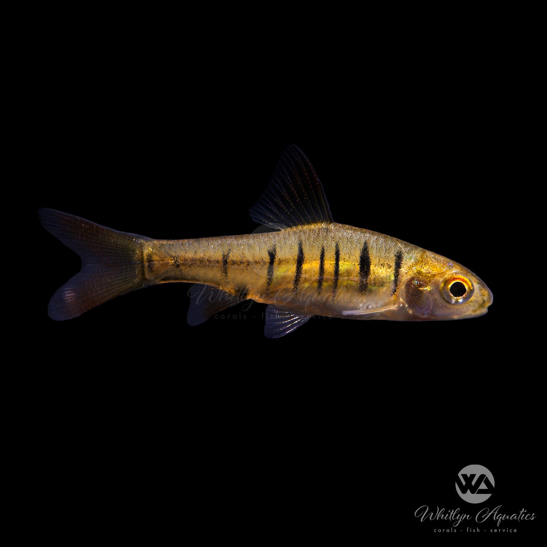 African Banded Barb - Enteromius fasciolatus – Whitlyn Aquatics