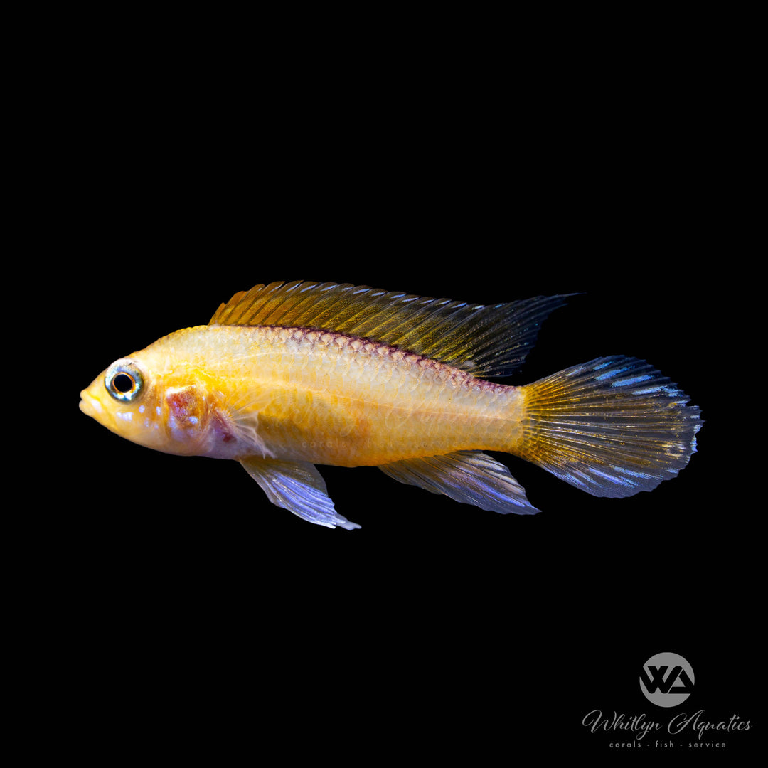 Gold Fire Apistogramma agassizii