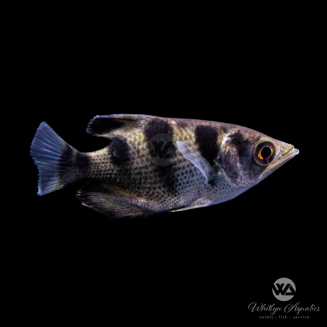 Banded Archerfish - Toxotes jaculatrix