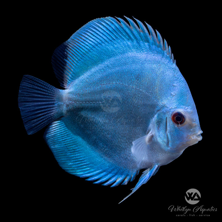 Assorted Discus - Symphysodon aequifasciatus