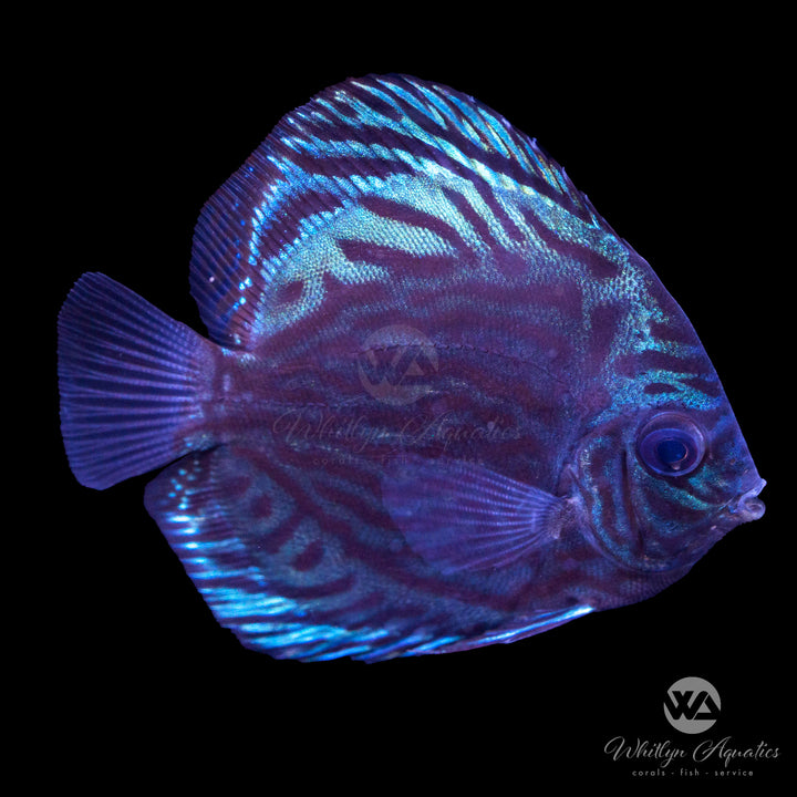 Assorted Discus - Symphysodon aequifasciatus