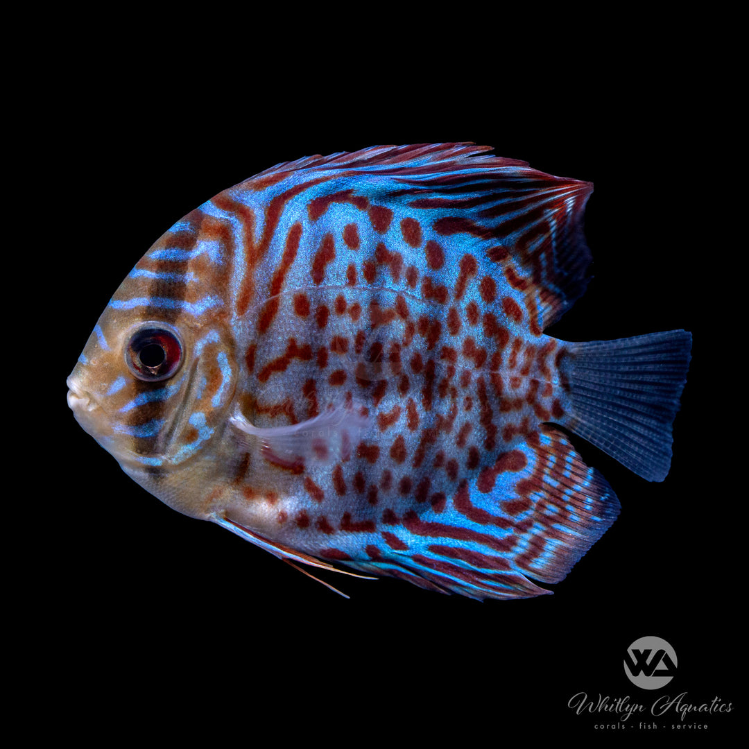 Assorted Discus - Symphysodon aequifasciatus