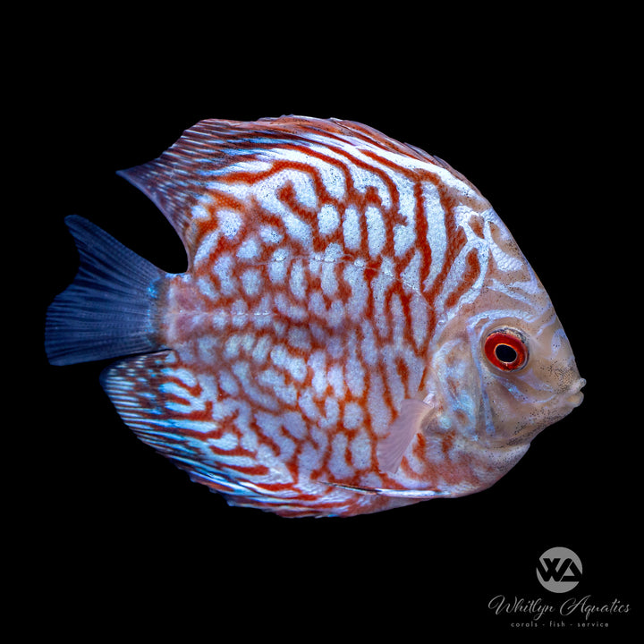 Assorted Discus - Symphysodon aequifasciatus