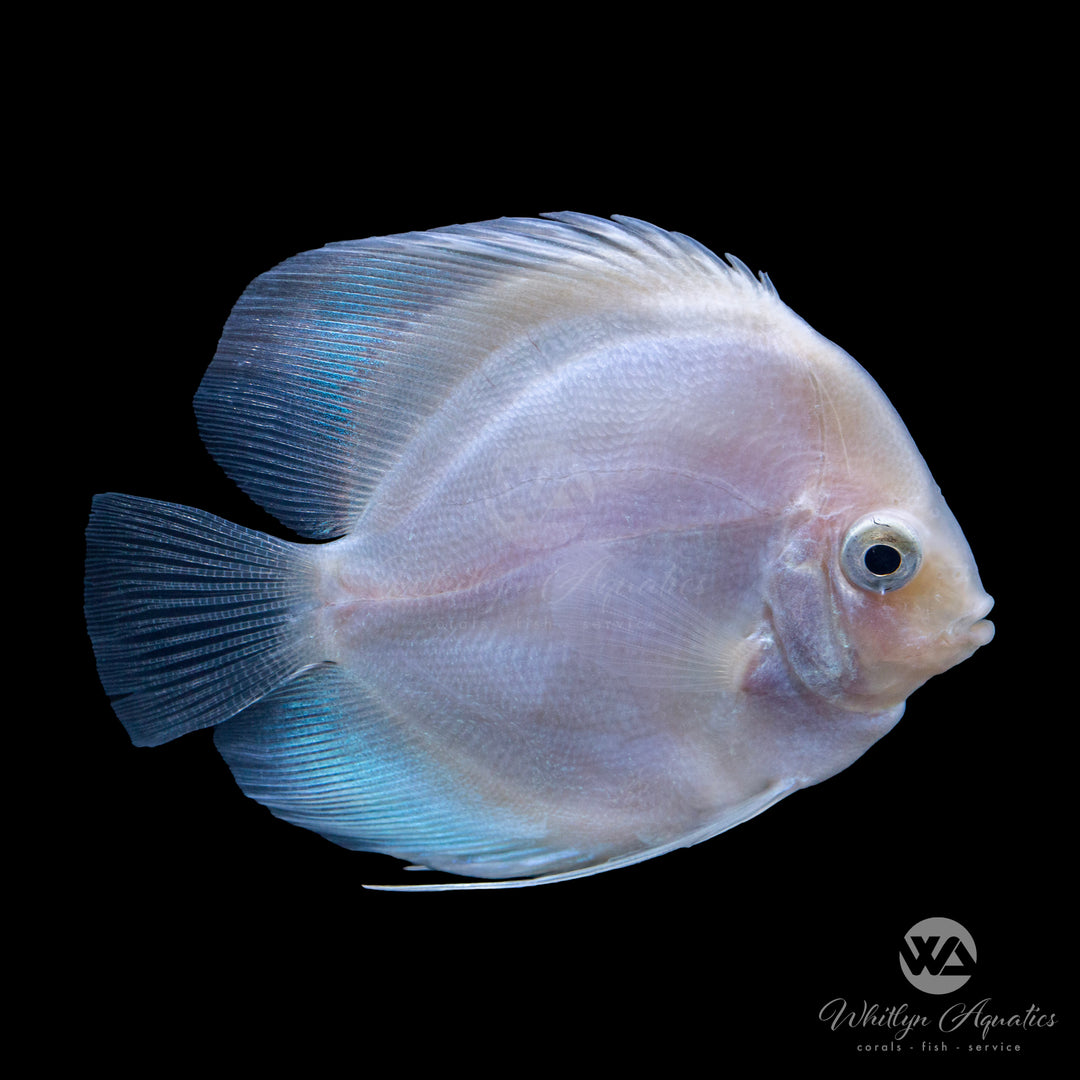 Assorted Discus - Symphysodon aequifasciatus