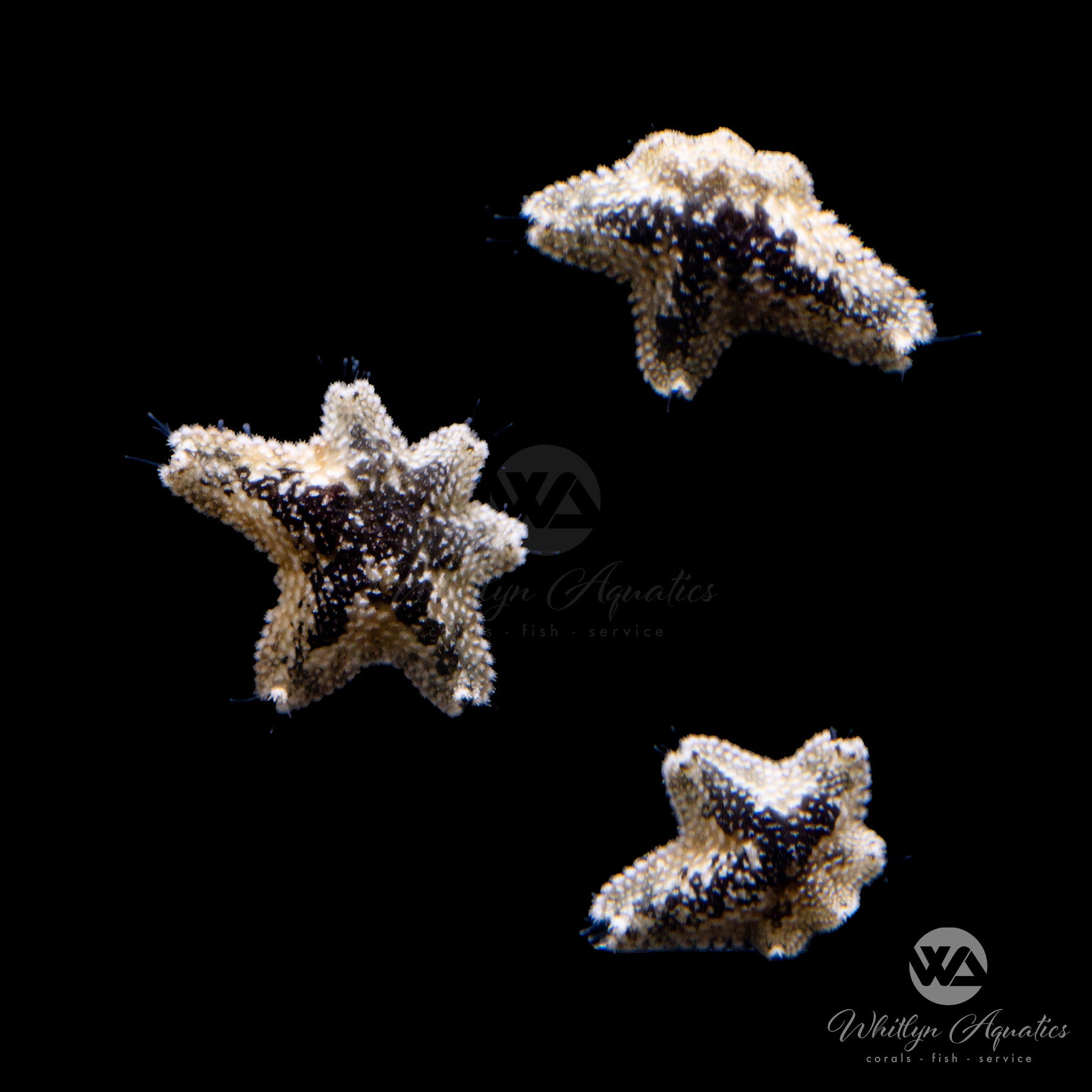 Asterina Starfish - Asterina sp – Whitlyn Aquatics