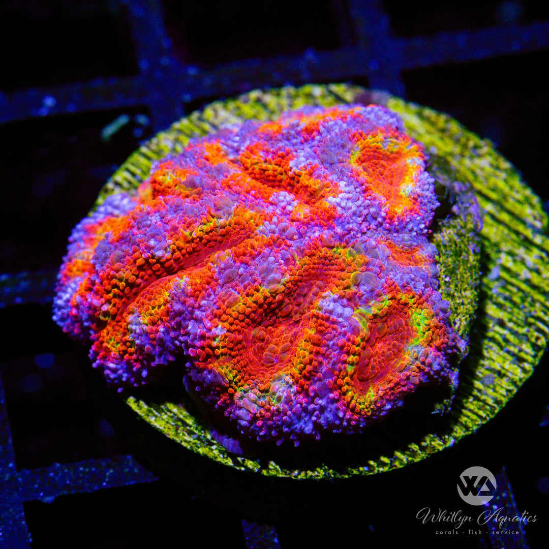 31A - WA Orange Splash Acan - WYSIWYG