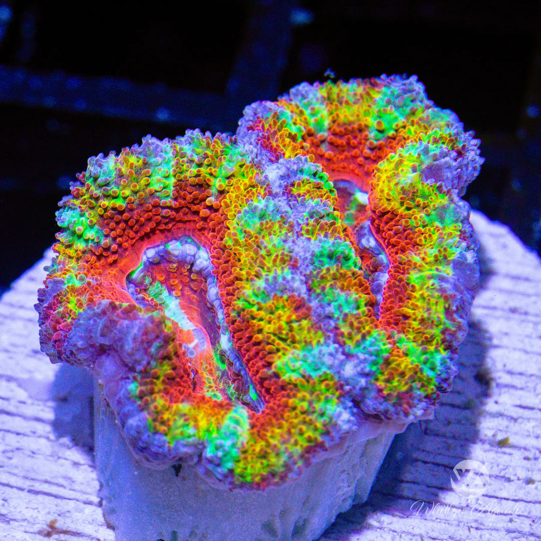 58D - [NEW RELEASE] WA Pikachu Asian Acan - WYSIWYG