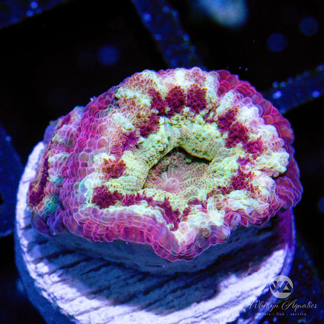 7D - [NEW RELEASE] WA Gilded Asian Acan - WYSIWYG