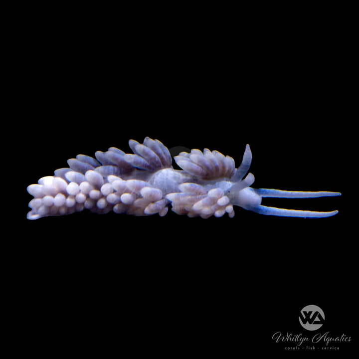 Berghia Nudibranch