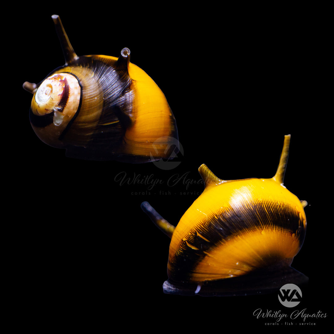 Porcupine Snail Bicolor - Clithon diadema