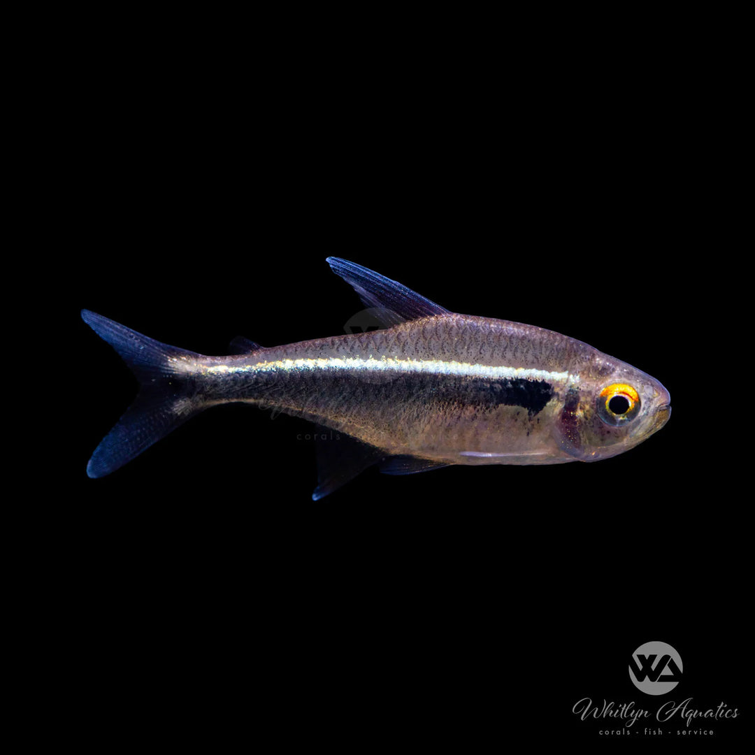 Black Neon tetra - Hyphessobrycon amandae