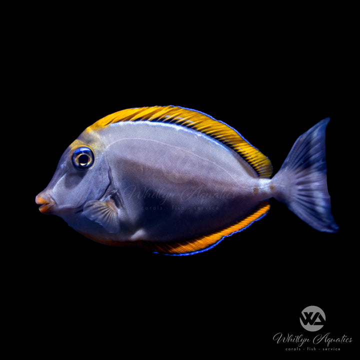 Blonde Naso Tang - Naso elegans