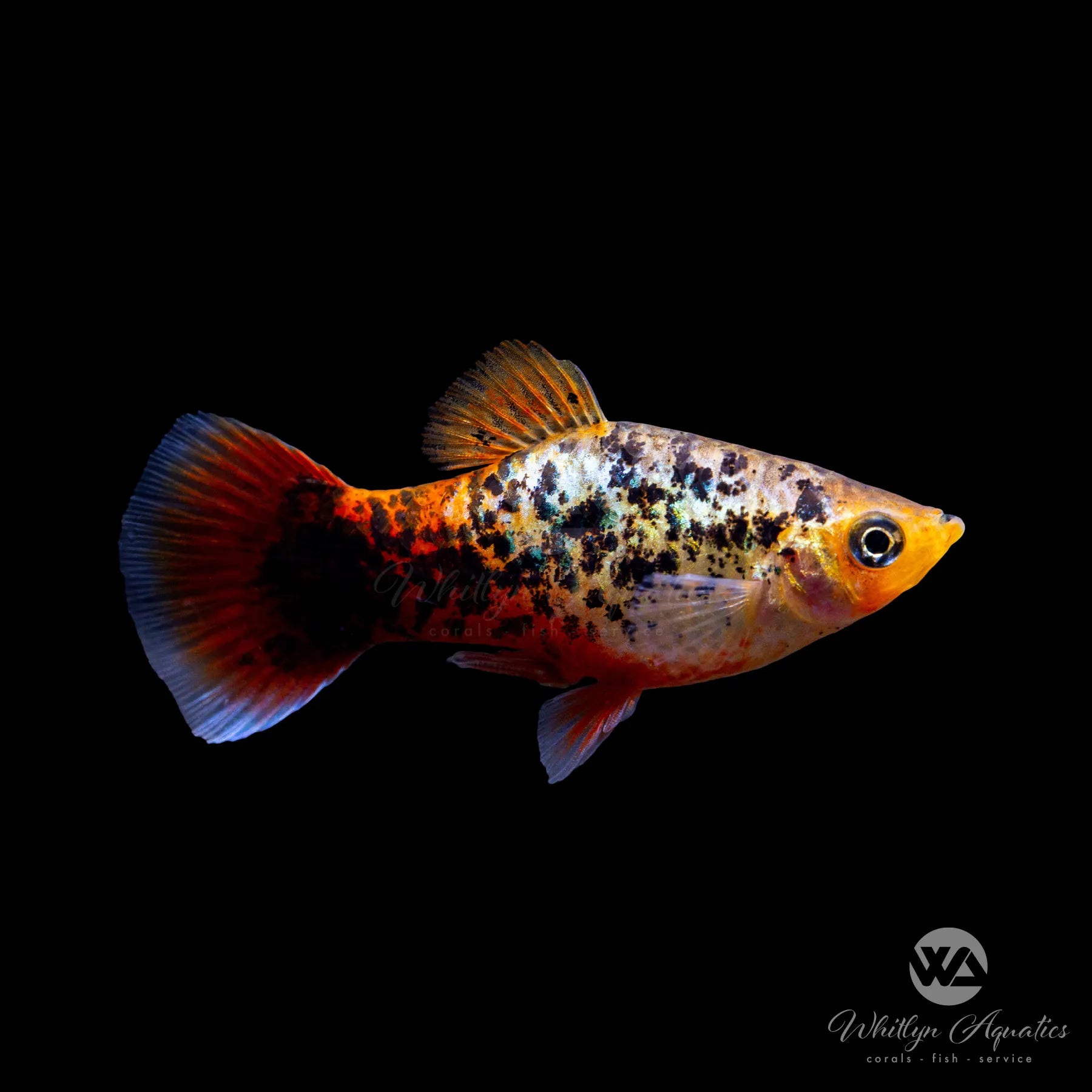 Calico Blue Coral Platy - Xiphophorus maculatus – Whitlyn Aquatics