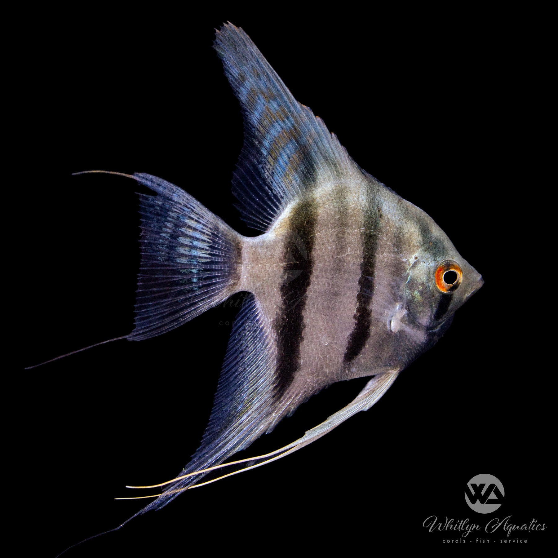 Blue Diamond Angel - Pterophyllum scalare – Whitlyn Aquatics