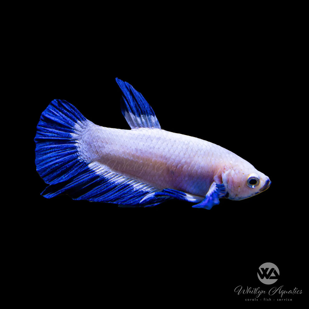 Blue Rim Plakat Male Betta