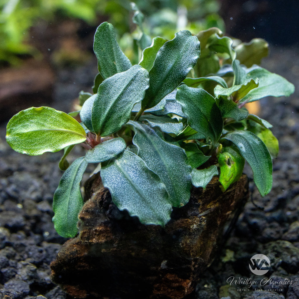 Bucephalandra Brownie 'ghost' On Driftwood – Whitlyn Aquatics