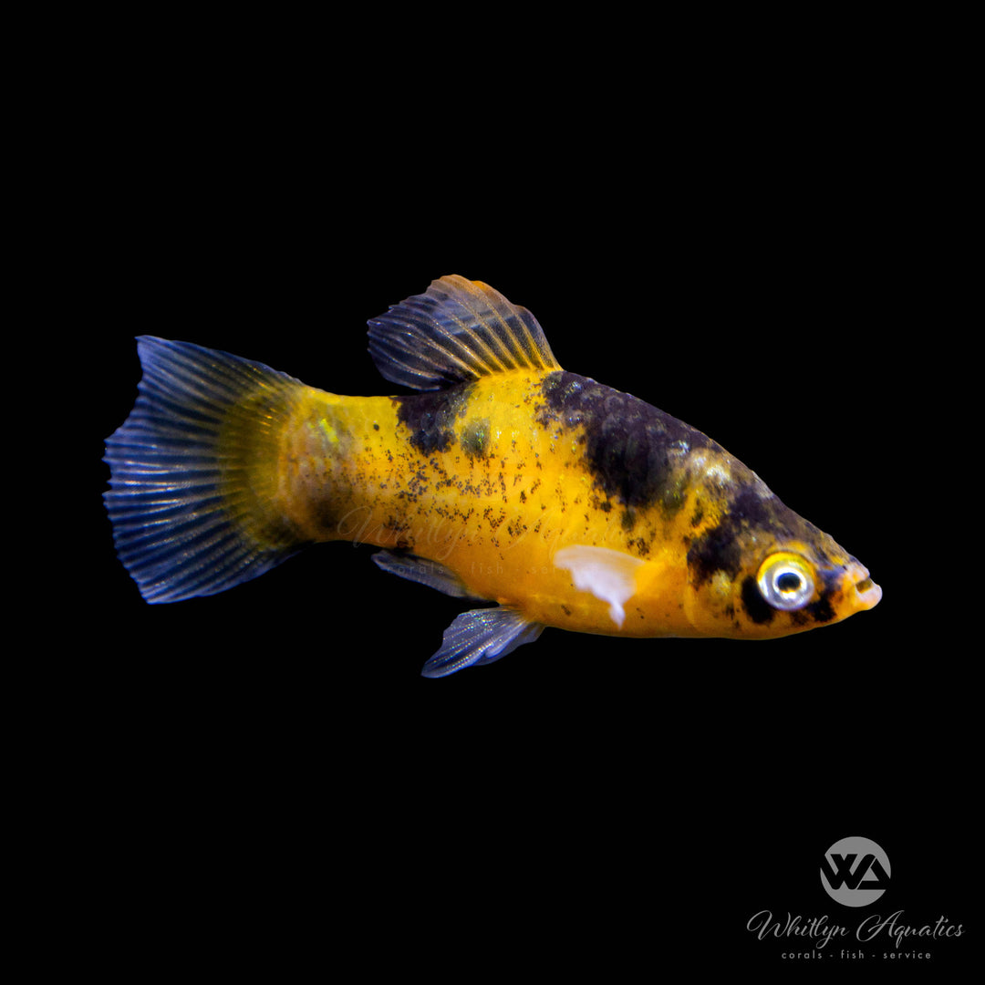 Bumble Bee Platy - Xiphophorus maculatus