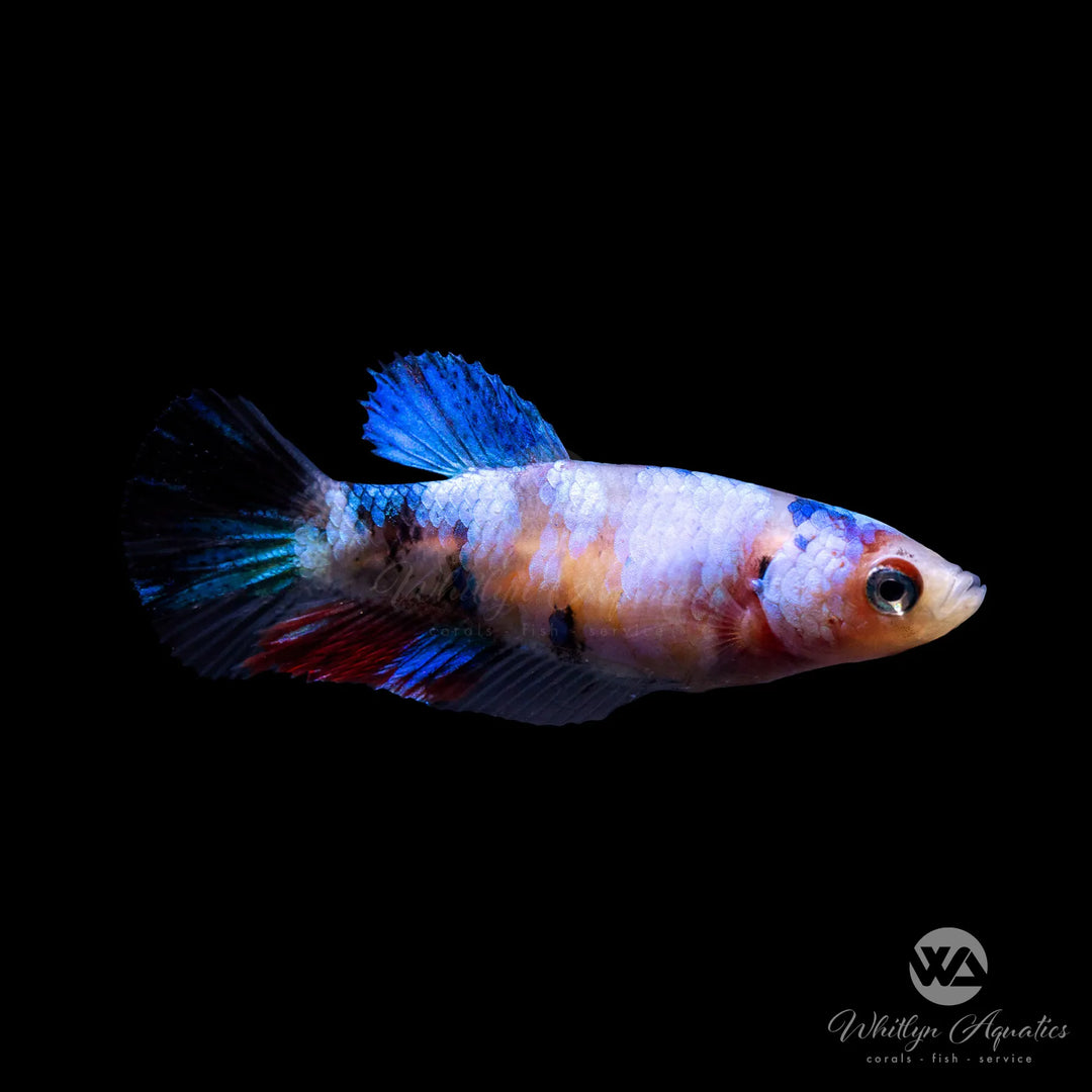 Candy Plakat Betta Female