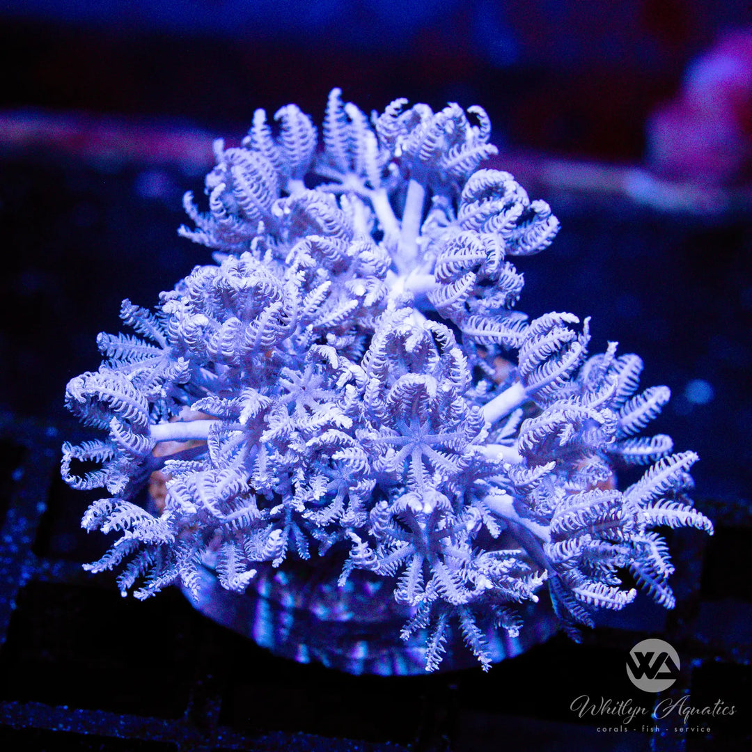 6C - Pulsing Xenia - WYSIWYG