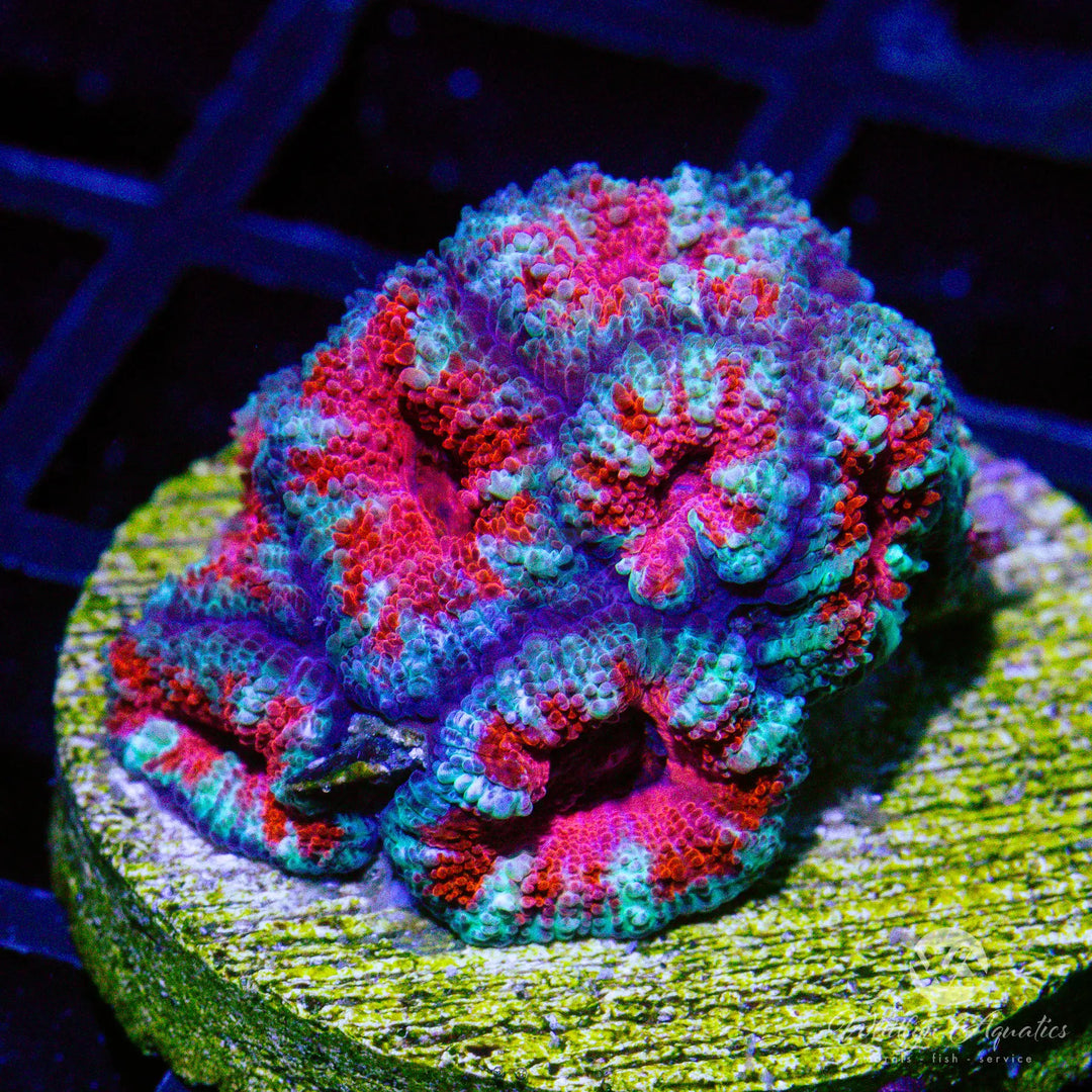 17A - WA Frosted Acan - WYSIWYG