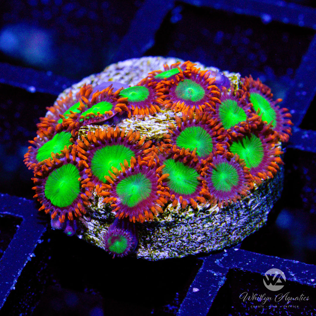 12D - Electric Oompa Loompa Zoa - WYSIWYG