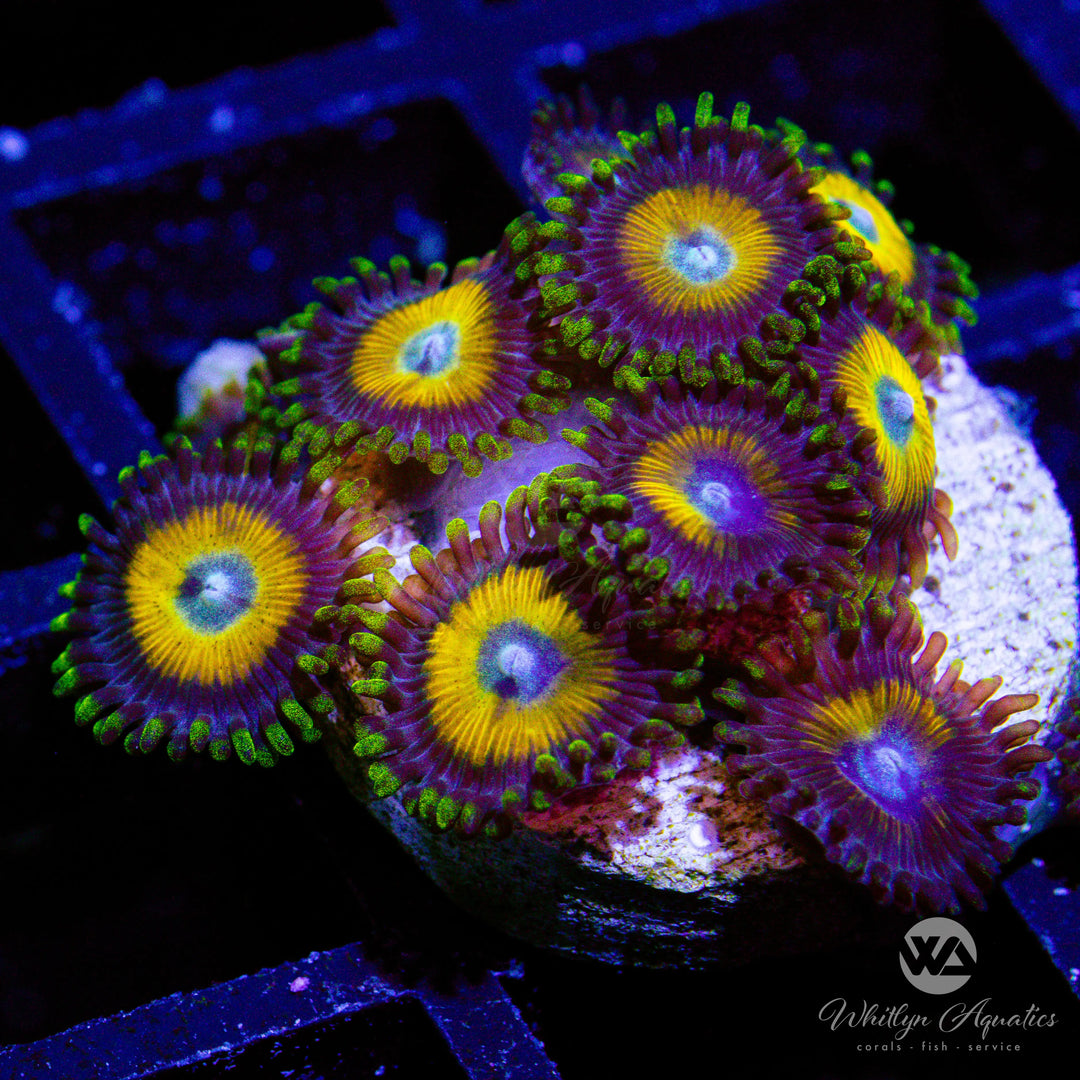 13D - Scrambled Eggs Zoa - WYSIWYG