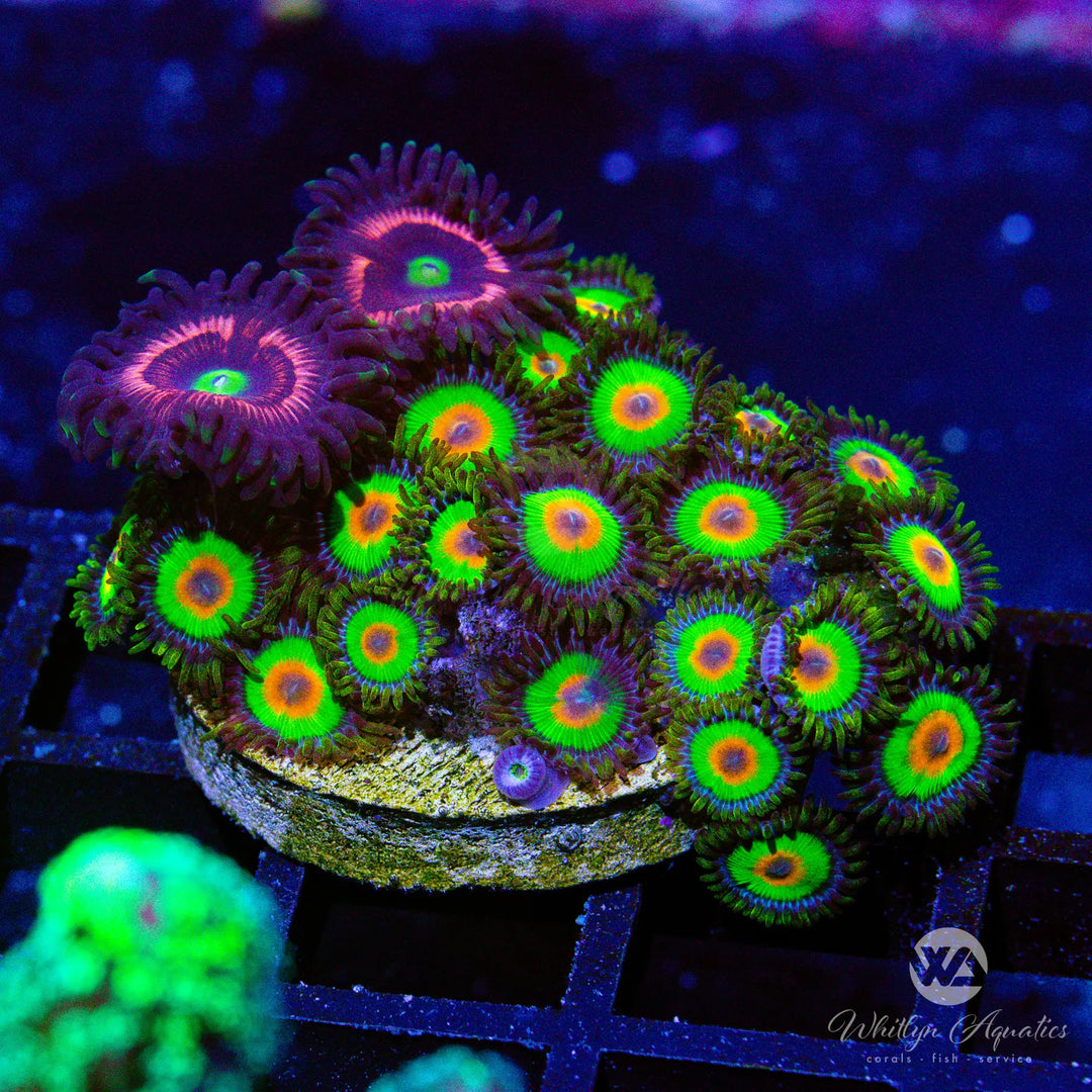 11C - Pink Cat Eyes - Rasta Zoa Combo - WYSIWYG