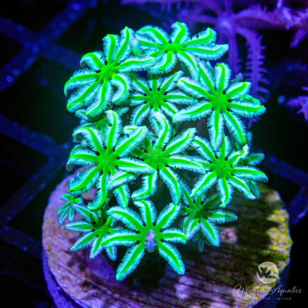 30D - Neon Green Daisy Pipe Organ - WYSIWYG