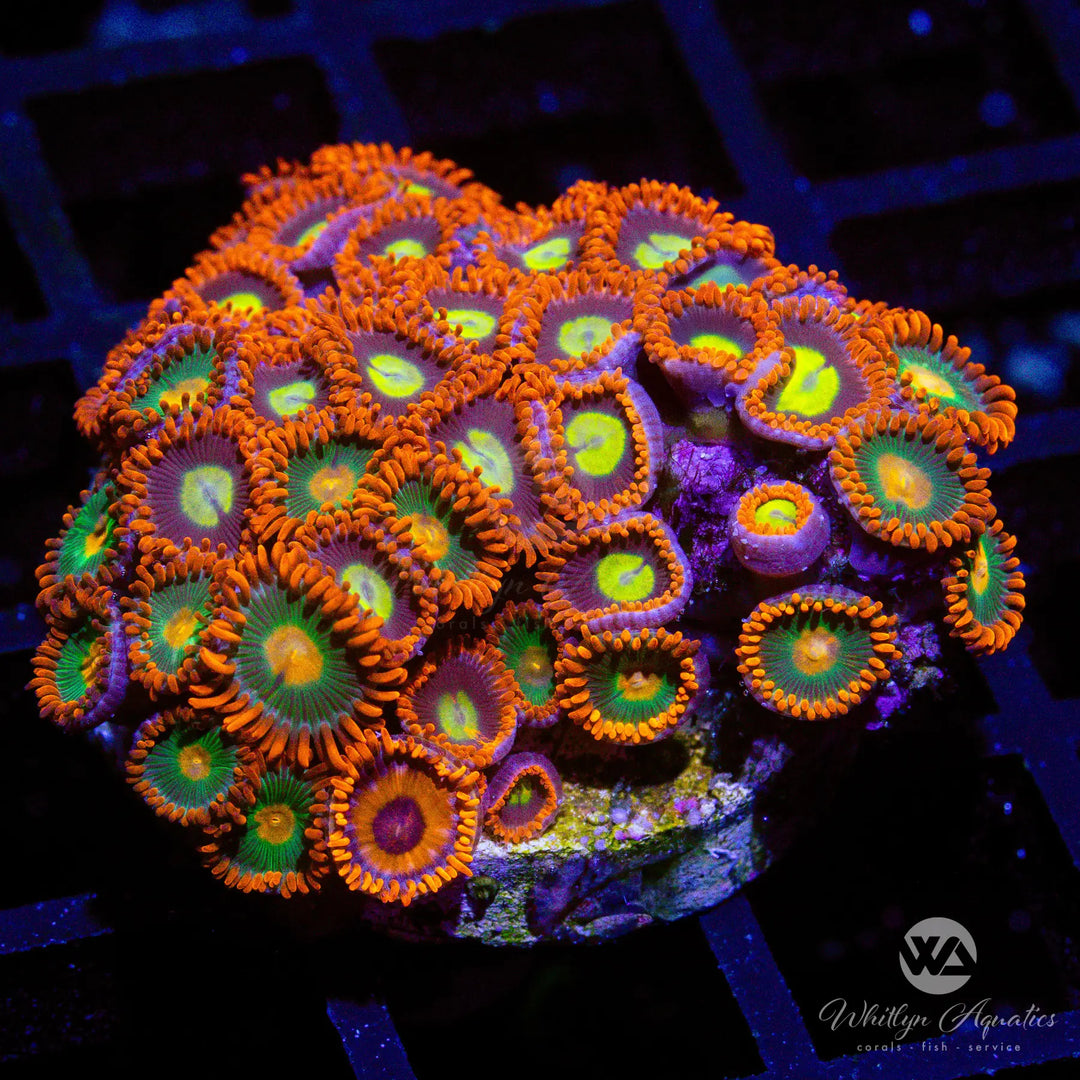 46A - Gatorade - WA Pacman Zoa Combo - WYSIWYG