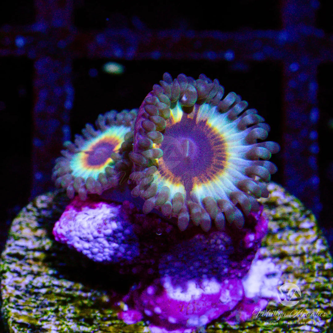 5C - Vampire In Drag Zoa - WYSIWYG