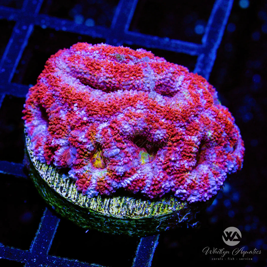 32B - WA Cotton Candy Acan - WYSIWYG