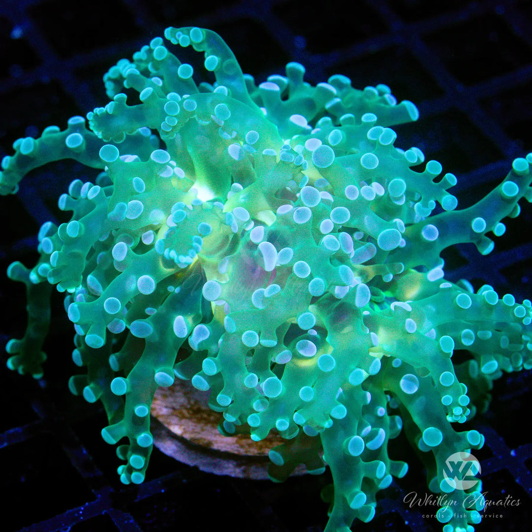 49A - WA Midas Touch Frogspawn - WYSIWYG