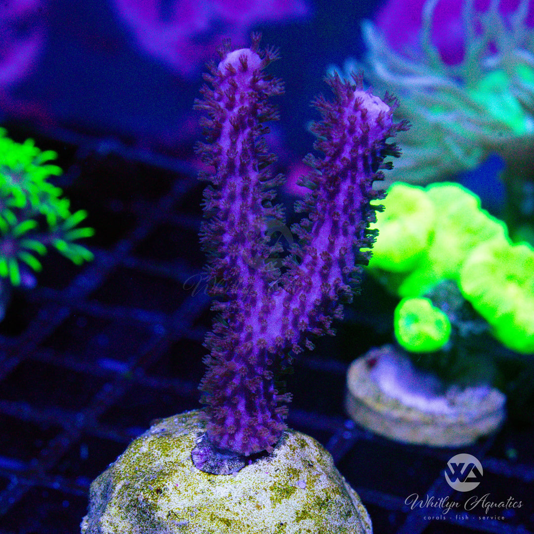 40D - Gorgonian - WYSIWYG