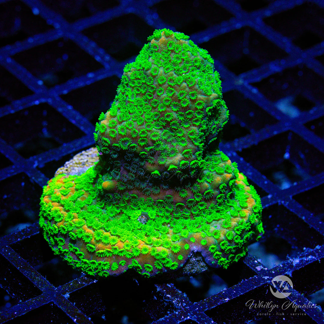 42D - Sunset Montipora - WYSIWYG