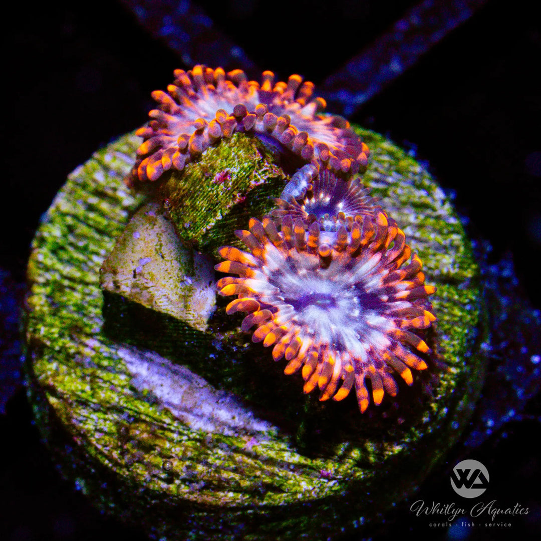 10C - Utter Chaos Zoa - WYSIWYG