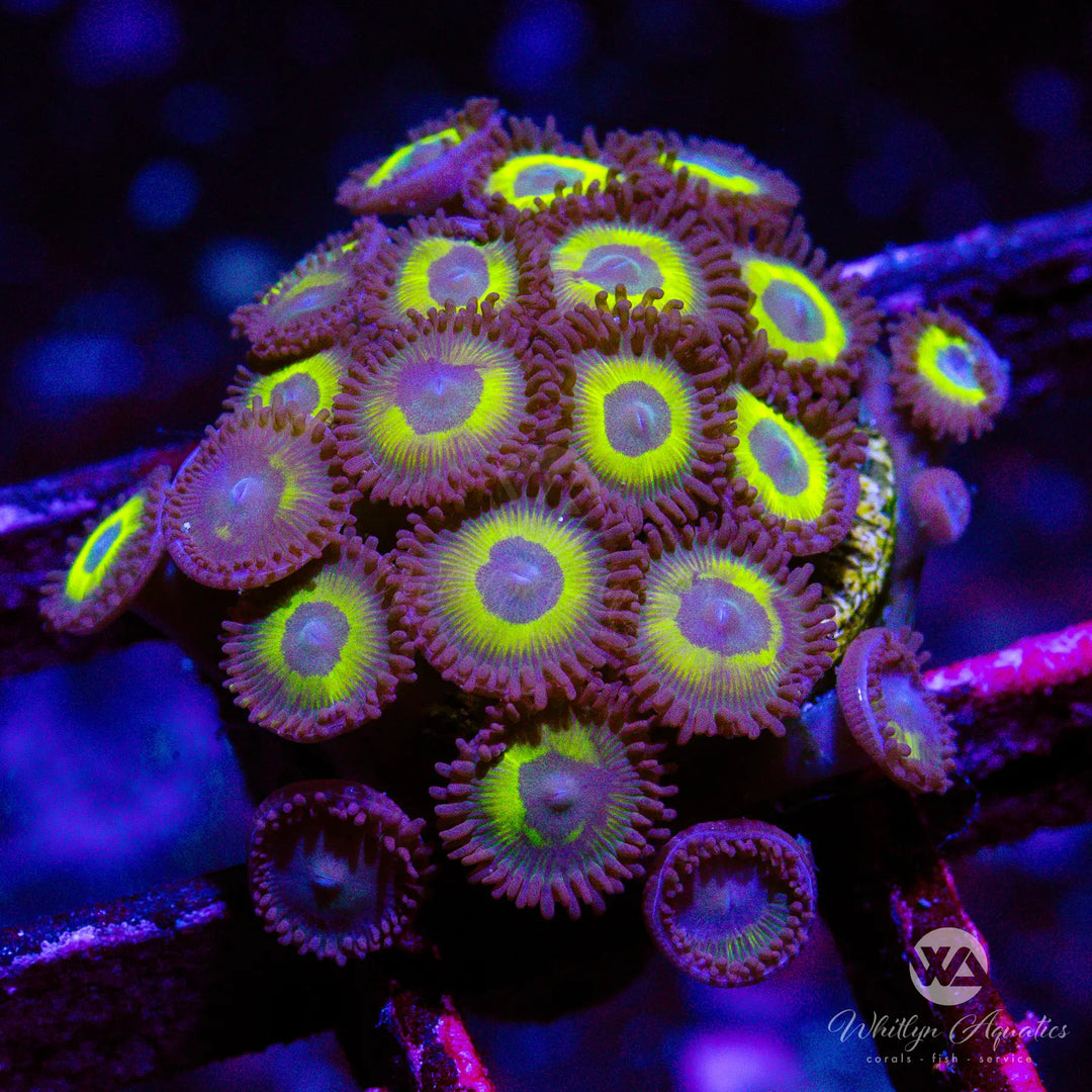 20B - Wolverine Zoa - WYSIWYG