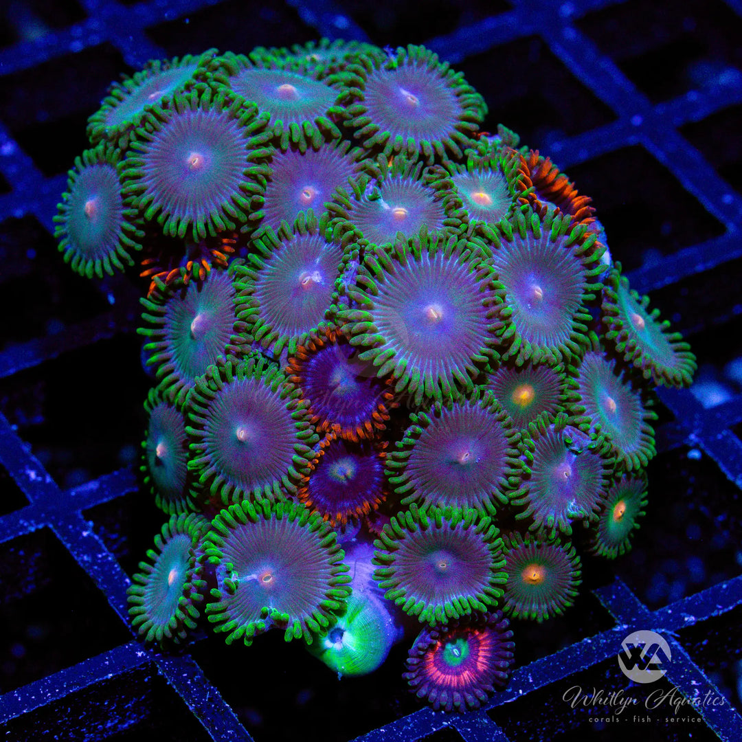 45B - Gorilla Nipples - Fire & Ice Zoa Combo - WYSIWYG