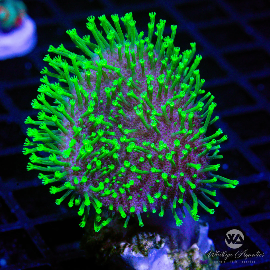 47D - Neon Green Toadstool - WYSIWYG